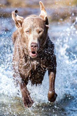 Hund im Wasser