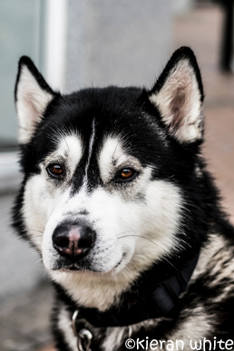 Husky